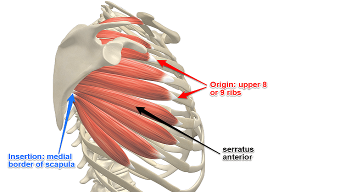 drdozellodc's tweet photo. Serratus Anterior Stretches
Dr Donald A Ozello DC
#serratusanterior #serratusanteriorstretch #serratusanteriorstretching #serratusanteriorstretches #posturecorrection #wingedscapula #scapularprotraction #vegas #chiropractor #sportsmedicine https://t.co/P1tqFUZqWi https://t.co/lM3VHzeO6n