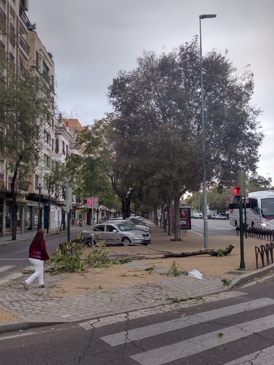 emi_spain's tweet photo. 今朝のコルドバ中心街。
昨日の強風で200本以上の街路樹が倒れたとか🍃
こんな光景は初めてです😞

#スペイン 
#コルドバ https://t.co/PXwXkVrUNS