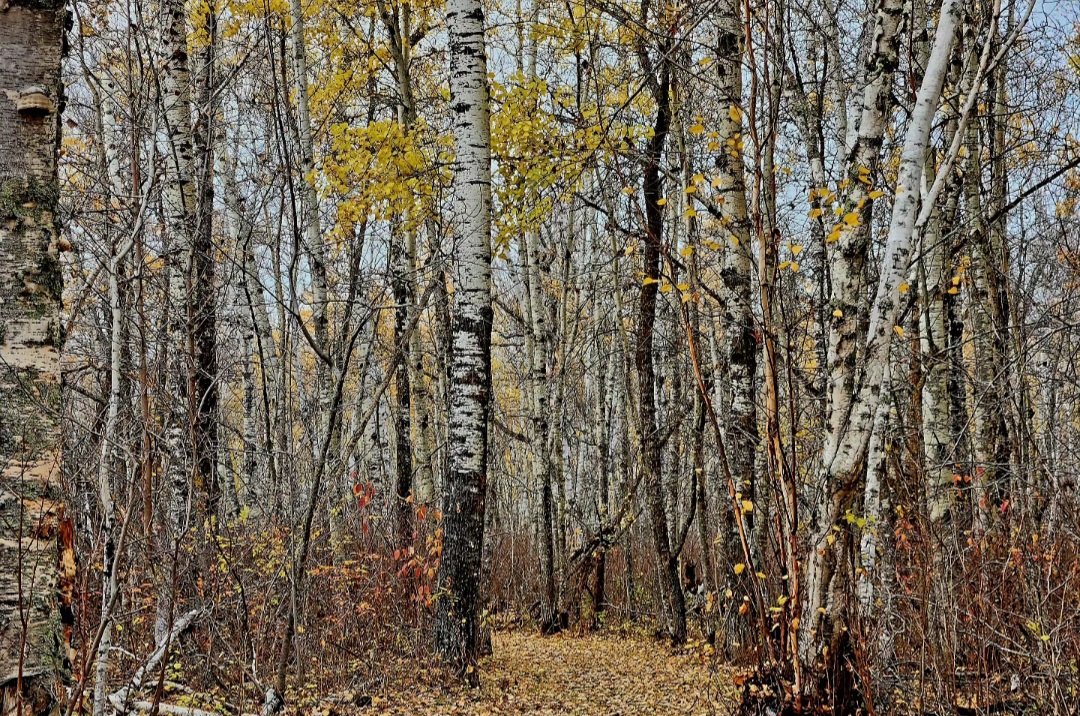 Let the Trail Lead You.
You'll end up where your supposed to be.
#sasktrails
#exploresask  #moosemountainprovincialpark #pennisulatrail  #littlekenosee #leadthetrail  #fall2023🍁