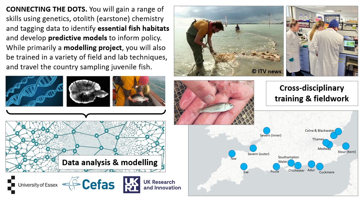 New DTP PhD opportunity to model sea bass movements under different #fisheries & #ClimateChange scenarios! w/ @EssexLifeSci @CefasGovUK @otolithgirl @ecoevoenviro @NicWalker88 @KieranHyder @NERCscience @ARIES_DTP Apply by Jan 3rd👇 aries-dtp.ac.uk/studentships/s… #PhD #FishSci #otolith