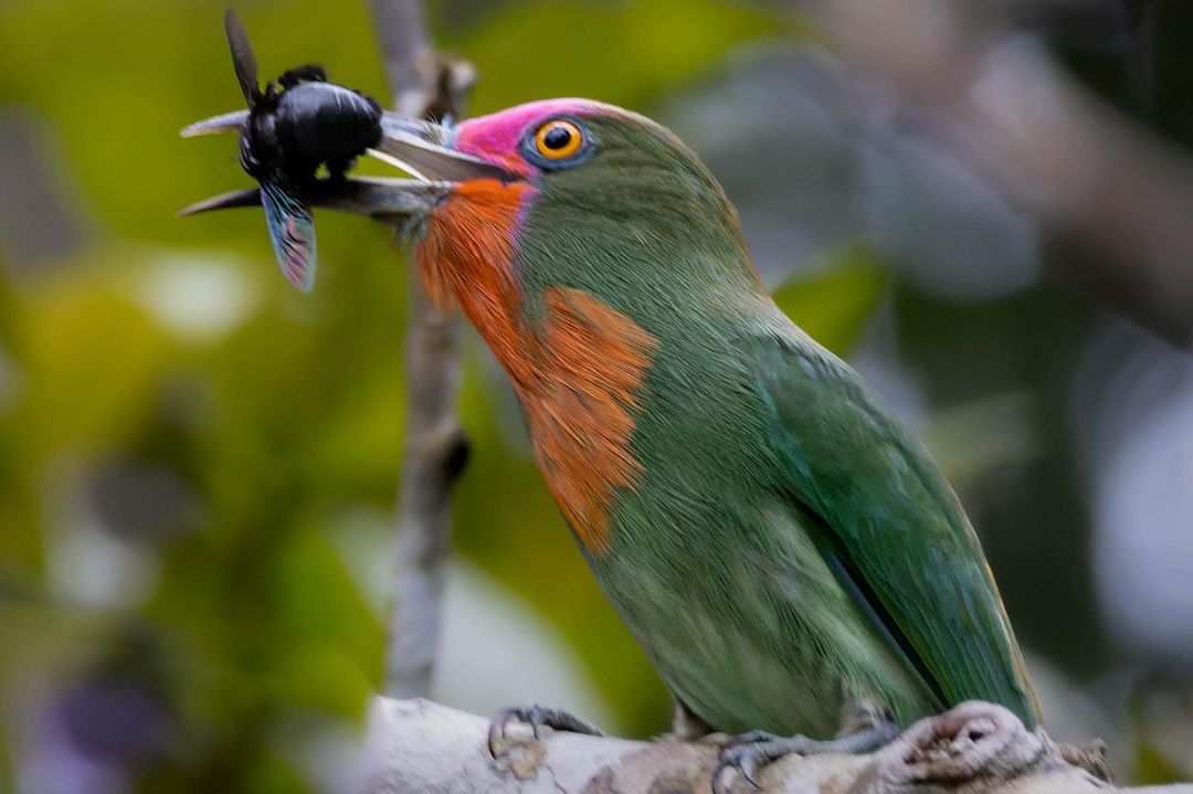 As advertised: Red-bearded bee-eater (Nyctyornis amictus) sporting a red beard and eating a bee in #Brunei. Photo: eddBautista. #Borneo #wildlife #birds #birding #BirdsSeenIn2023 #wildlifephotography