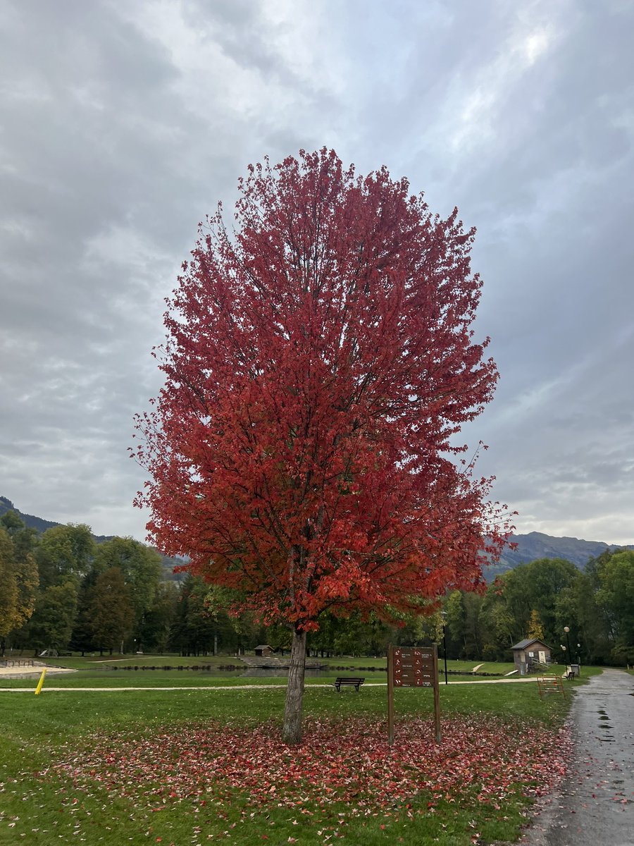 I’m doing some research on poverty - if you have managed to get out of poverty I’d be interested in having a quick chat with you. Get in touch :) Thank you! My favourite autumnal tree for attention!