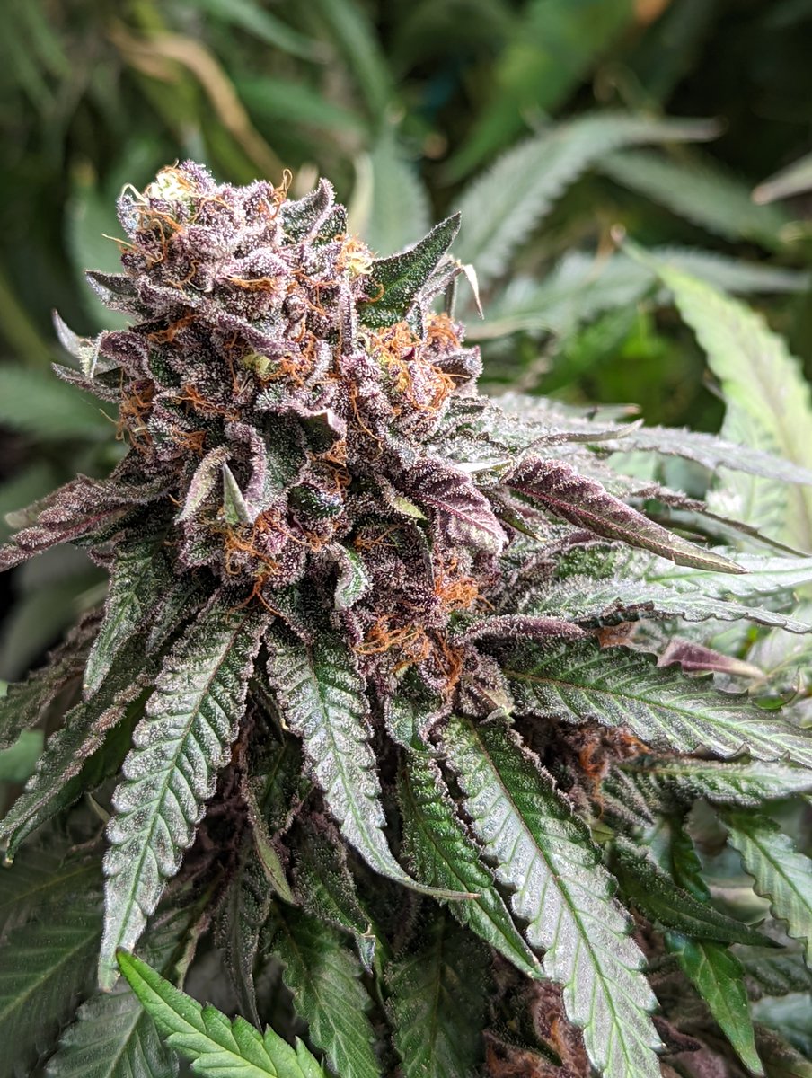 716Sticky's tweet photo. @BarneysAms @indoor Mimosa x Orange Punch , extreme orange juice flavor to this one 🍊🍊🍊 https://t.co/tXjRoK0qP9