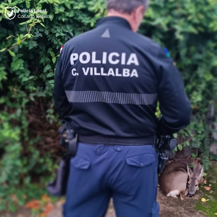 PoliciaVillalba's tweet photo. #Desorientada
🦌 Hembra de corzo desorientada en una urbanización céntrica
👮♂️ Protegemos el animal hasta la llegada de los #AgentesForestales de la CAM
📦 Recogen y trasladan para valoración
👮♂️👌👏
#PoliciaVillalba #PoliciaLocal #ColladoVillalba https://t.co/gl5h4sNCBe