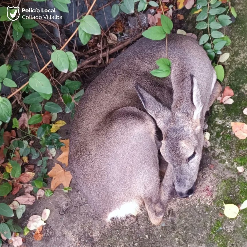 PoliciaVillalba's tweet photo. #Desorientada
🦌 Hembra de corzo desorientada en una urbanización céntrica
👮♂️ Protegemos el animal hasta la llegada de los #AgentesForestales de la CAM
📦 Recogen y trasladan para valoración
👮♂️👌👏
#PoliciaVillalba #PoliciaLocal #ColladoVillalba https://t.co/gl5h4sNCBe
