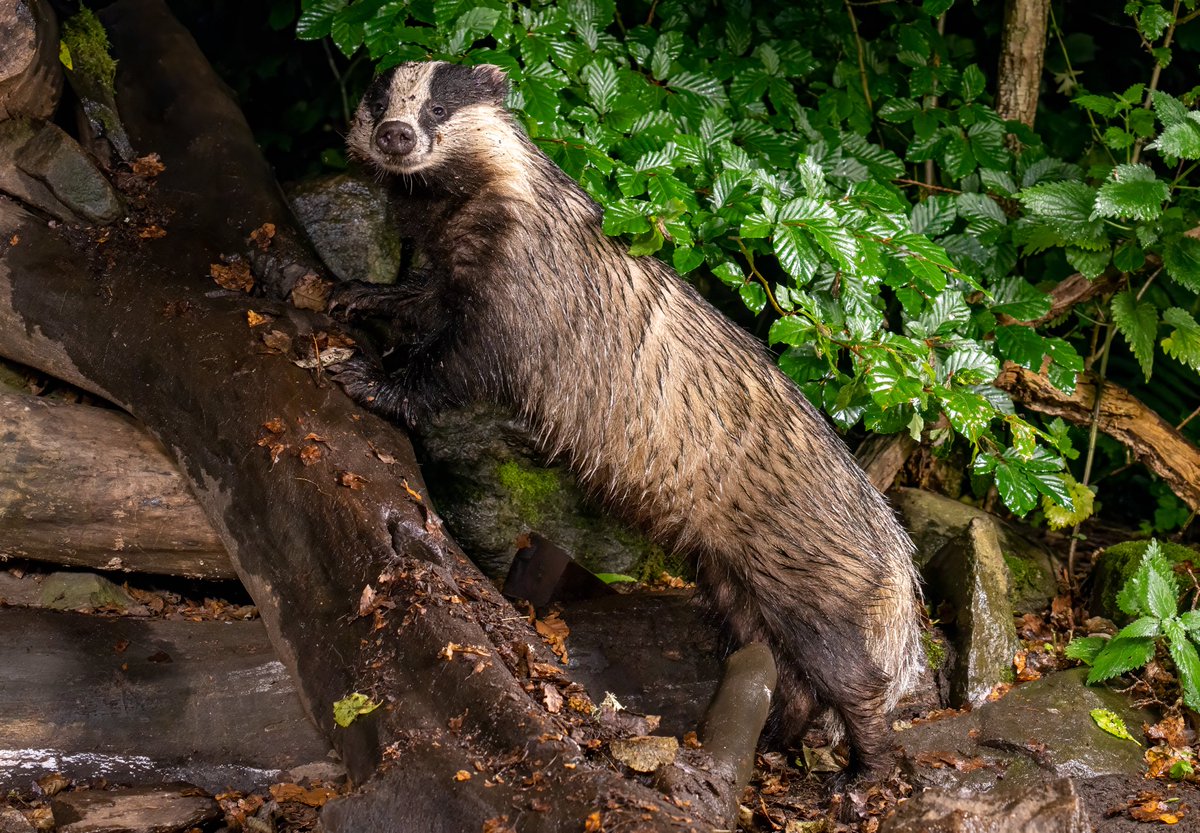 Come &amp; listen to eminent naturalist John Lister-Kaye talking about his new book Footprints in the Woods- Sat November 11th 9.30 am ⁦<a href="/mallaighotel/">West Highland Hotel</a>⁩ Tickets: a-write-highland-hoolie.com #nature #wildlife #pinemarten #weasel #otter #badger ⁦<a href="/Aigas/">Aigas Field Centre</a>⁩ ⁦<a href="/canongatebooks/">Canongate (has left)</a>⁩