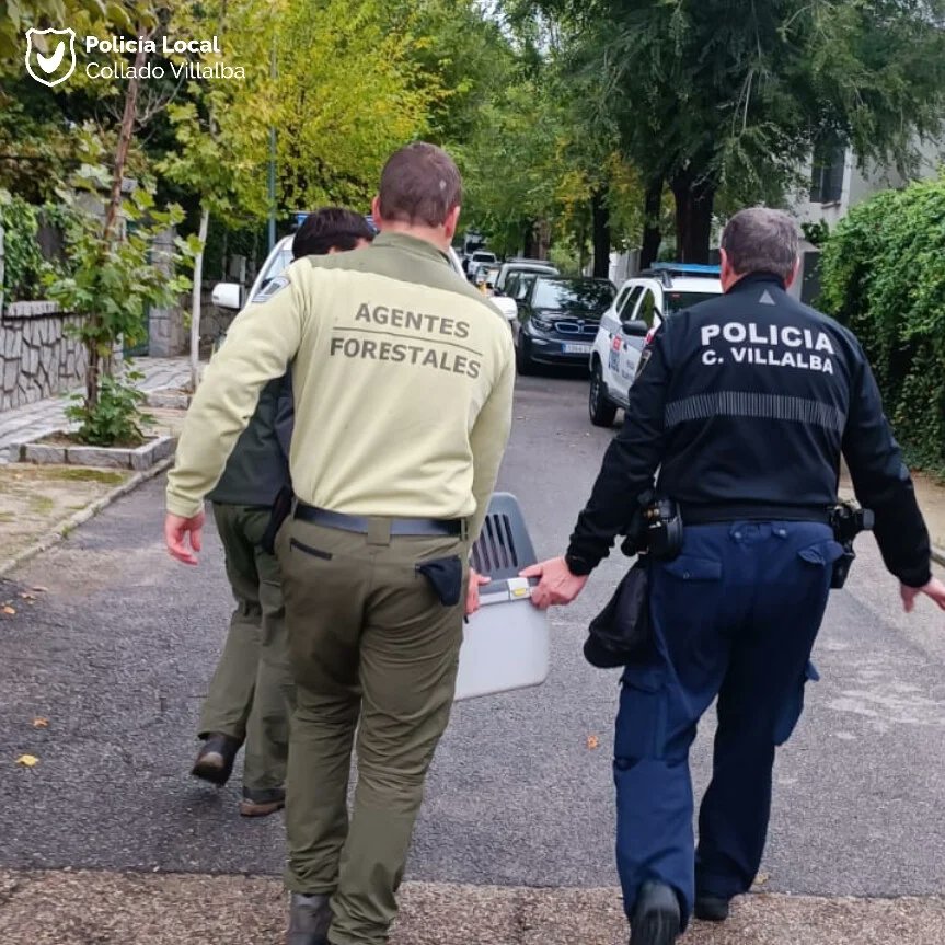 PoliciaVillalba's tweet photo. #Desorientada
🦌 Hembra de corzo desorientada en una urbanización céntrica
👮♂️ Protegemos el animal hasta la llegada de los #AgentesForestales de la CAM
📦 Recogen y trasladan para valoración
👮♂️👌👏
#PoliciaVillalba #PoliciaLocal #ColladoVillalba https://t.co/gl5h4sNCBe