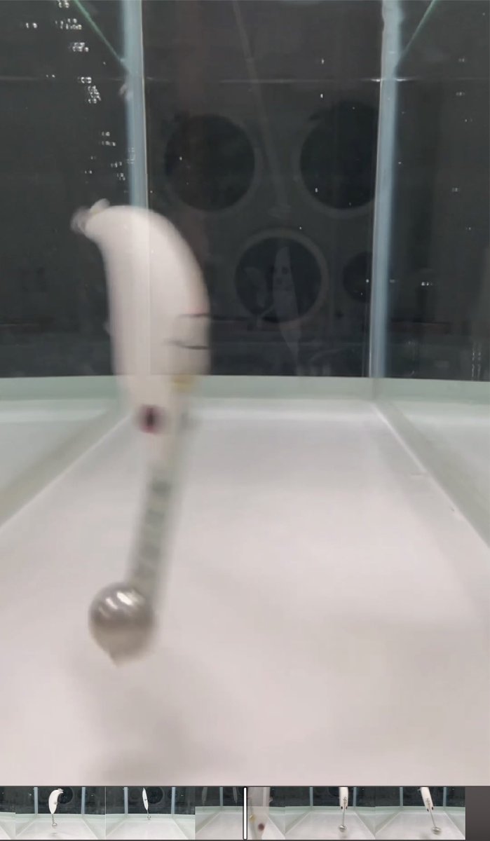 HazamanoNF's tweet photo. A short video has been uploaded to youtube.

Blade Bait Minnow  Hazamano
https://t.co/0aFVCMR6Gh https://t.co/9aOljaN3cU
