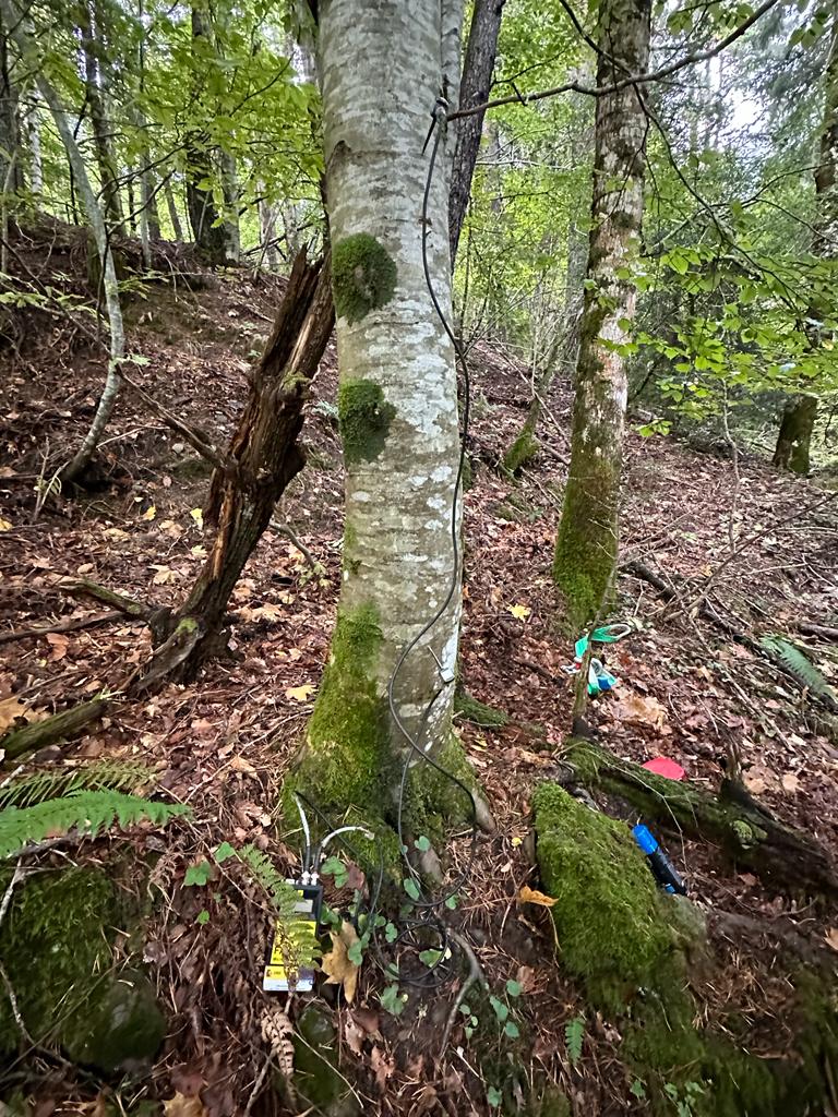 floods_research's tweet photo. Looking up the maximum resistance of trees against natural hazards in the Pyrenees! @mncn_csic @CienciaGob @GobAragon https://t.co/ymIjT3uI87