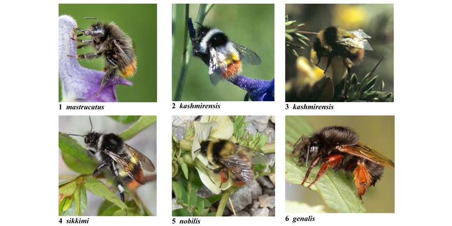 European Journal of Taxonomy tweet media