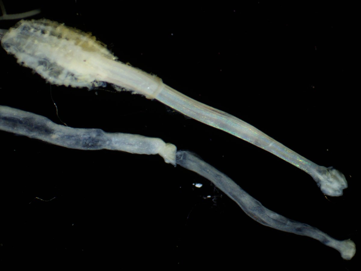 HannahLloydH's tweet photo. The feeding and behaviour of Arrow Worms (Chaetognath)! They are ambush predators eating anything that comes their way, even being cannibalistic at times (bottom) or through a Ctenophore #DoveTimeSeries #plankton #ambushpredator 🪱🌊
@ecology_ncl @newcastlemarine @NCLDoveMarine https://t.co/najf5j8A21