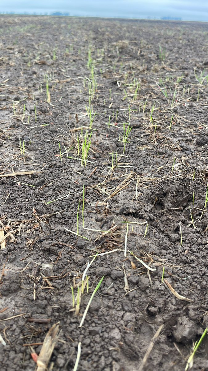 Que comience el juego 🌾🌾…

Variedad 404

7ma baja Treinta y Tres