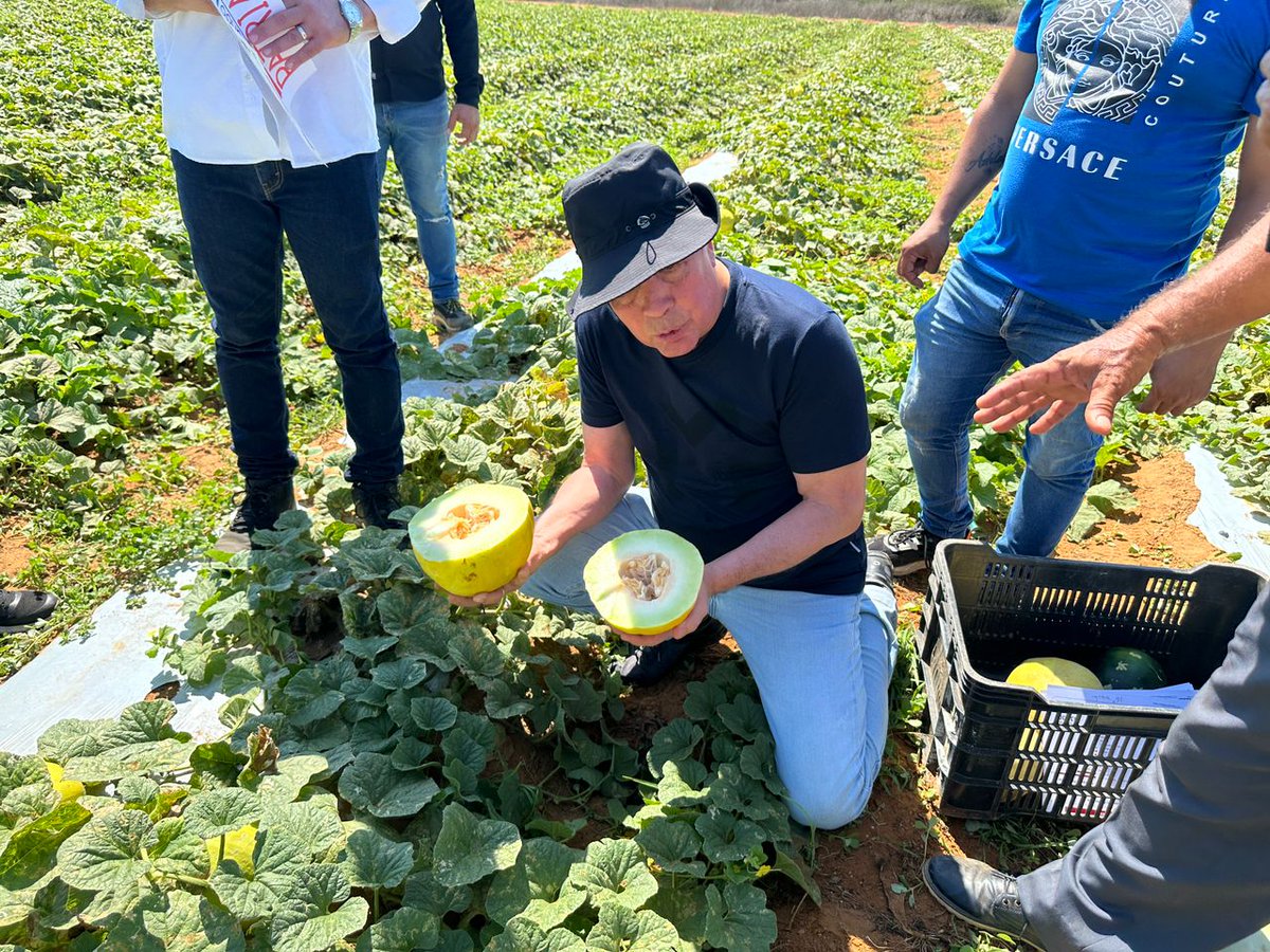 Ministro @wcastroPSUV en el estado Falcón nos enseña la variedad de melón llamada Galia, lista para la exportación. Su rendimiento es de 1.6 a 2 kg por melón y por hectárea entre 65.000 y 75.000 kilogramos. #cultivandopatria