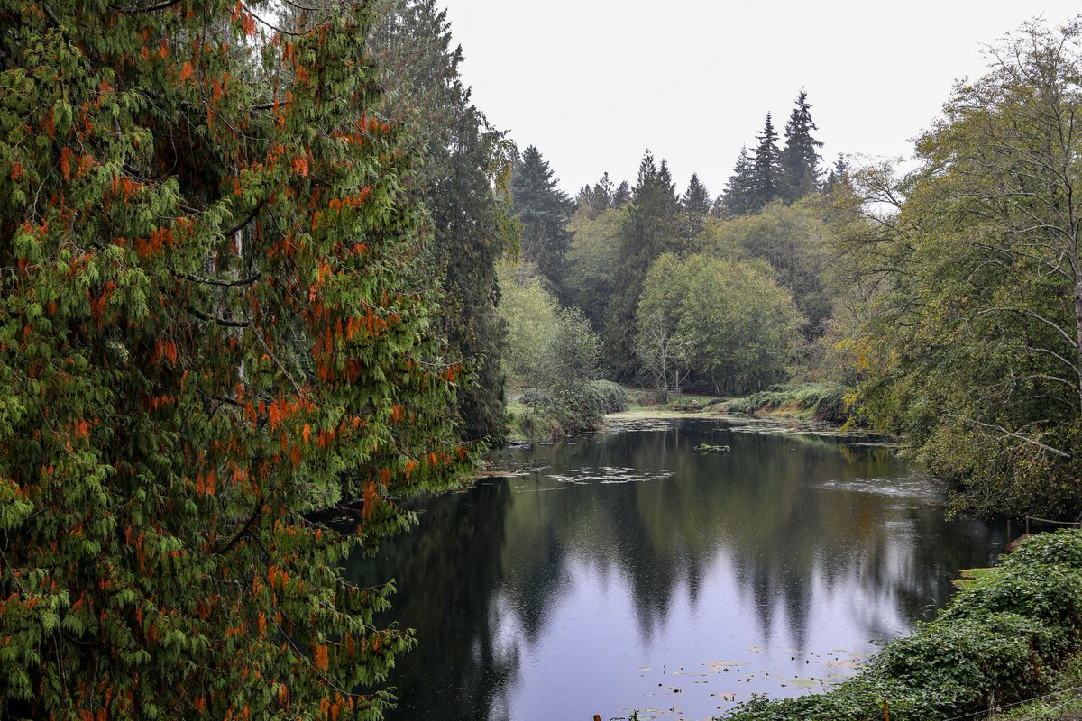 JamestownSet's tweet photo. Not even a wet day can dampen the colors. This was taken near the mine, looking towards the spot where Jack nearly died in a flash flood. There was a huge blue heron that flew over & landed on the right just before this.
#wcth #Hearties #gottabefaster
πΈ Krista Petrie https://t.co/mHObtqenSP
