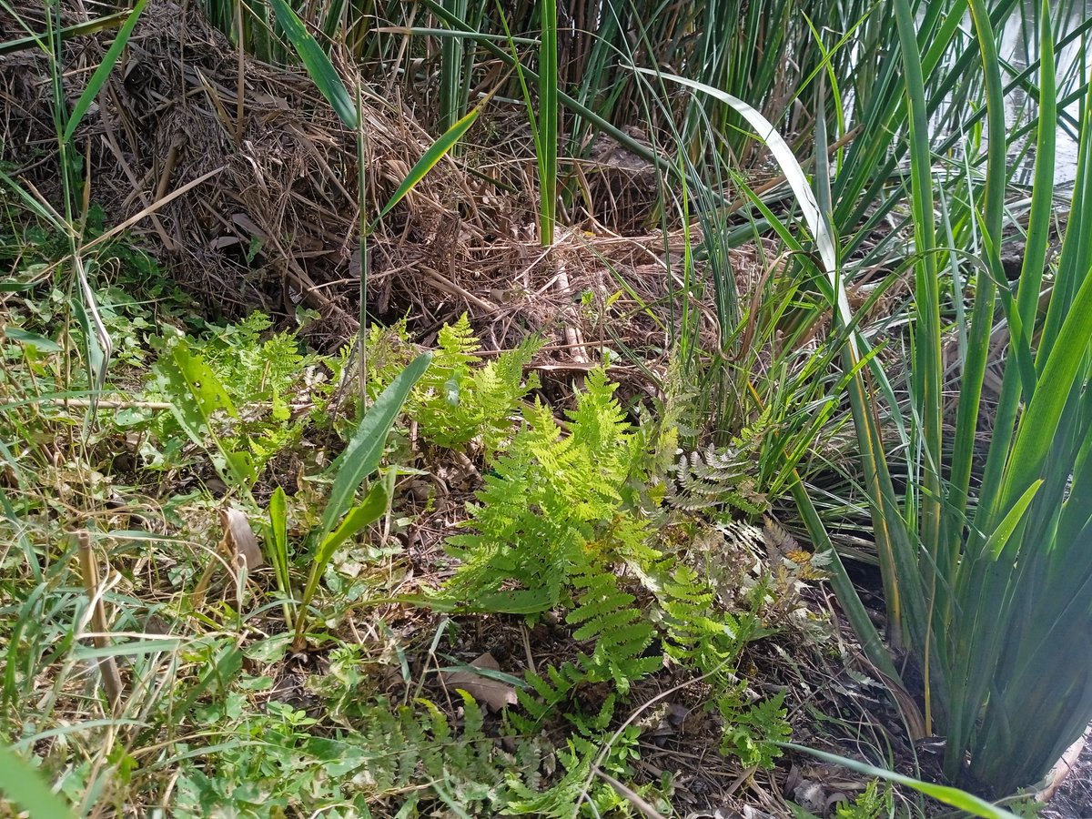 Matiesllm's tweet photo. Entre hui i la setmana passada les brigades de Conselleria han millorat la diversitat de la vegetació als ullals de la Senillera. 
Fa goig veure com moltes de les introduides ara fa mig any fan bona cara😊
@albalatenques 
@Ajunt_Albalat 
@VaersaGva 
@GVAparcs https://t.co/SOxUiKCy34
