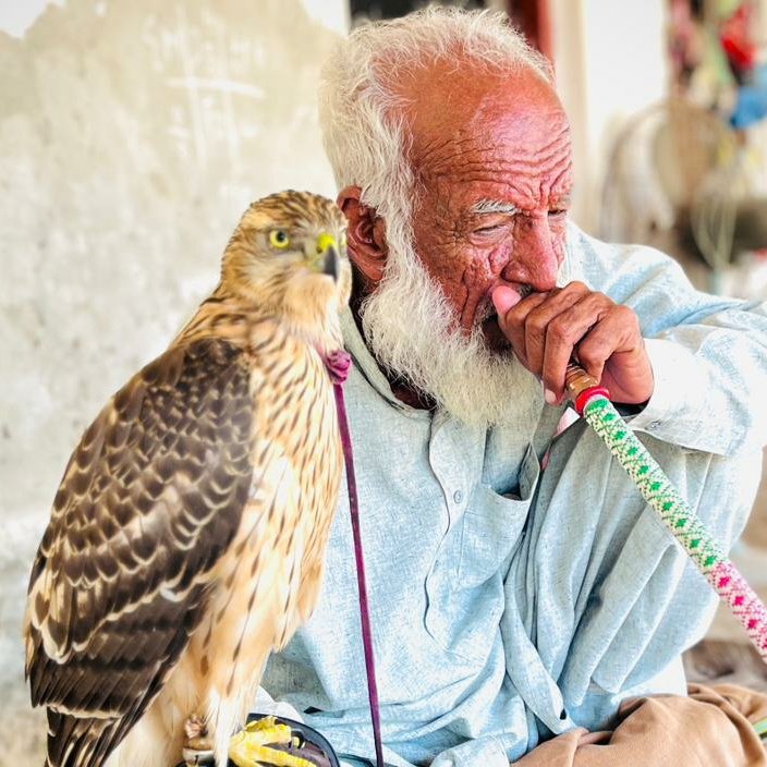 falconrypk's tweet photo. "a living legend of falconry in Pakistan. His weathered face reveals a lifetime devoted to ancient art. Passion &amp; dedication, he nurtures a passage Goshawk, carrying forward Pakistan's rich falconry culture for generations to come. #Falconry #Pakistan #Goshawk @UnescoPakistan" https://t.co/Iic9uZsXen