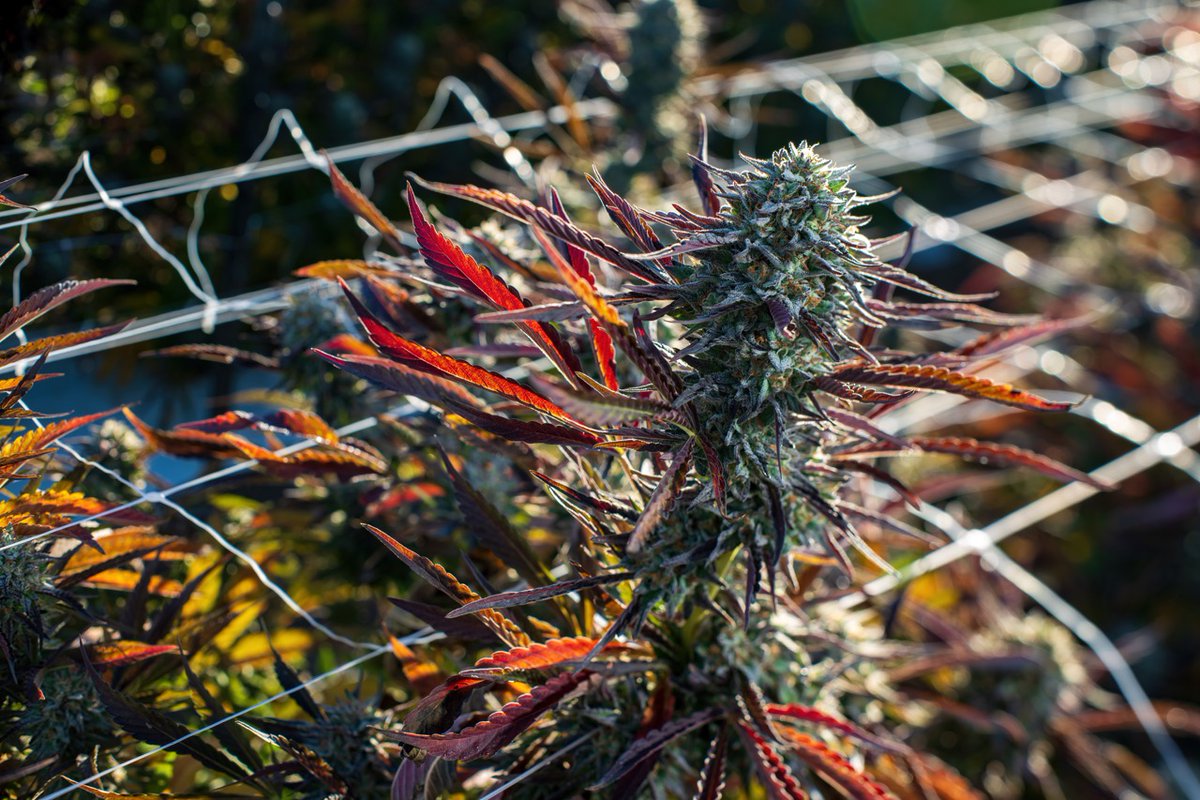 BestBudzMag's tweet photo. Eye candy-gas: Photo galleries from Best Strains of Harvest 2023

https://t.co/4KRUlEAJPF https://t.co/eCjrhk5RmY