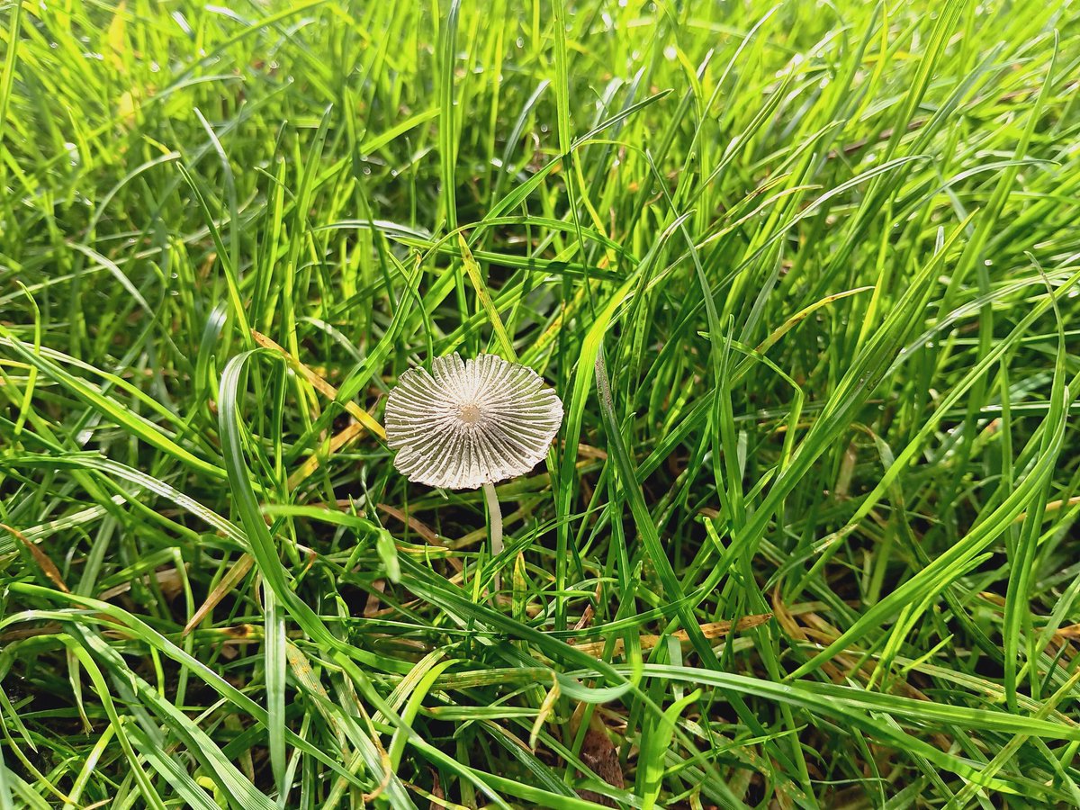 'ALL FUNGI ARE EDIBLE 

SOME FUNGI ARE ONLY EDIBLE ONCE'

#fungi #mushrooms #photography #ThePhotoHour #nature #Autumn #AutumnVibes #Autumnwatch