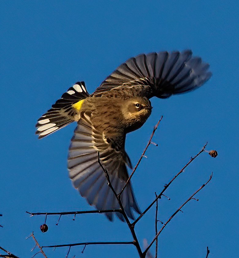 Above96th's tweet photo. Central Park was teeming with Yellow-rumped Warblers this morning, and the sunny, crisp October weather allowed me to capture this one in flight. I love their nickname--Butterbutt--which you can see in this shot!🧈🧈🧈 #butterbutt #Birdsinflight #CentralPark https://t.co/PWJ548rwTb