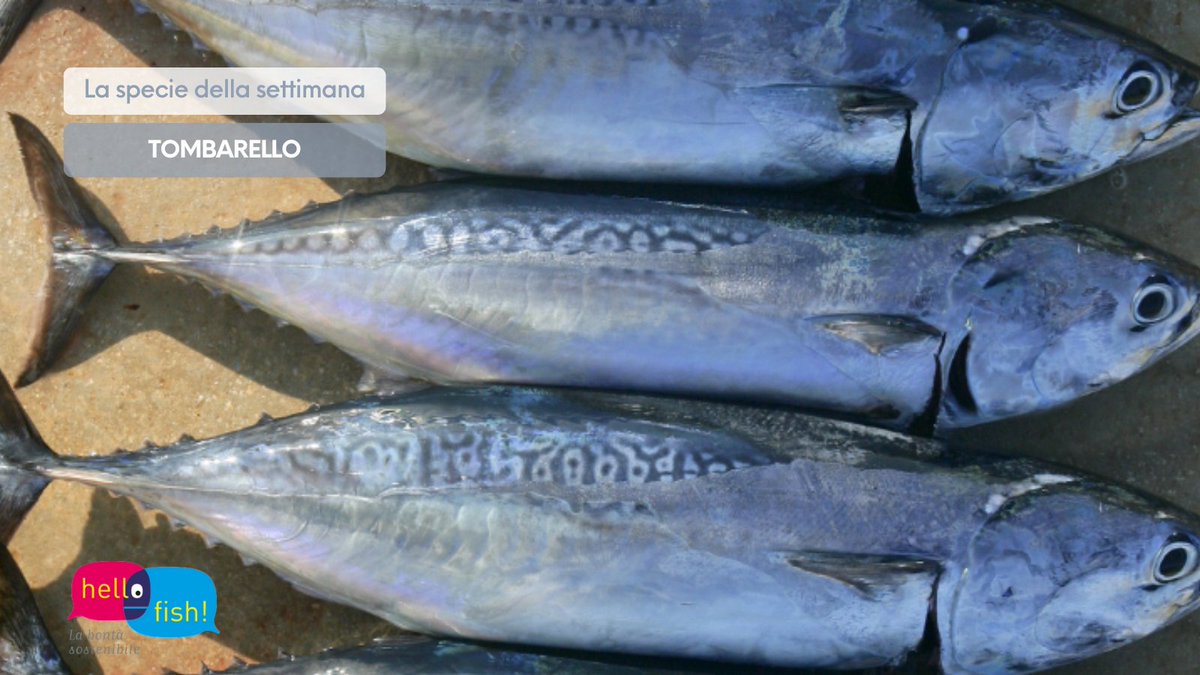 Il nostro inizio di settimana questa volta si immerge alla scoperta di una specie mediamente nota della famiglia dei tonni, un pesce di grosse dimensioni che popola i nostri mari ampiamente, in particolare l'Adriatico: parliamo del Tombarello o Bisowww.hellofish.it/it/il-pesce-ro…

#hellofish