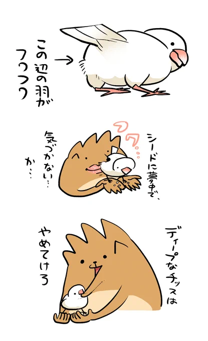 文鳥の日だ!
