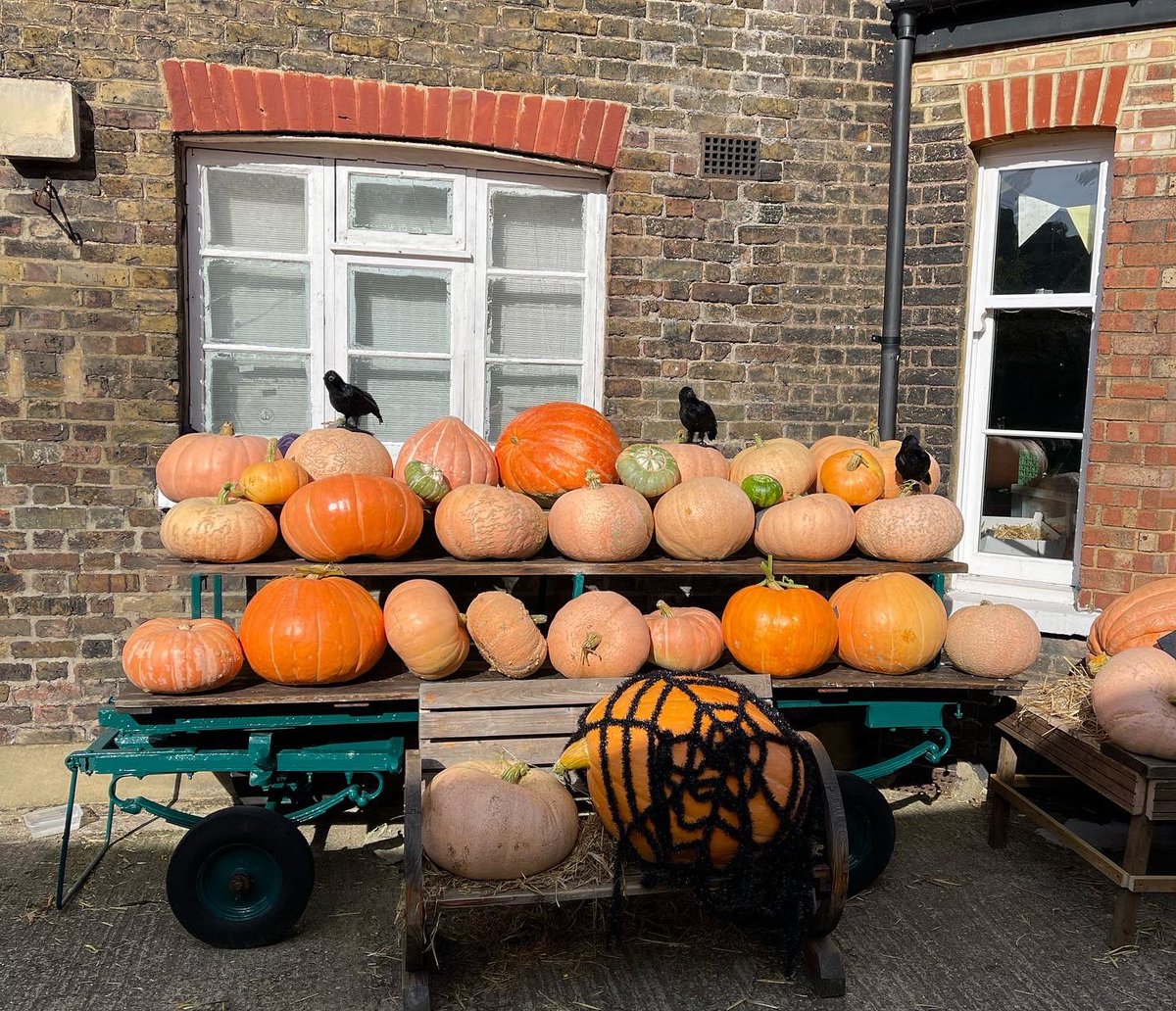 KTCityFarm's tweet image. 🥣 ITS PUMPKIN SEASON 🎃 
We have 25 gourdgeous pumpkins for sale!!!! £1 per kilo ⚖️
Perfect for carving &amp;amp; cooking!!! 
Please see a member of staff to purchase a 🎃 On Tuesday we made a lovely warming pumpkin soup with 6 students. Recipe attached 
🧡