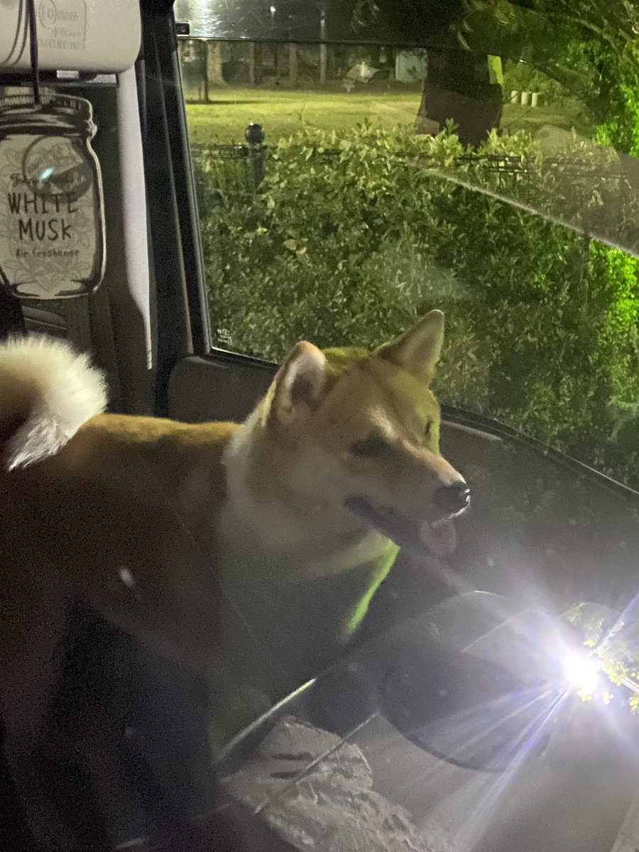 FuChannogi46's tweet photo. 拡散希望
大阪府藤井寺市梅が園公園にて
迷い犬を保護しております。
羽曳野警察所にて保護されます。
 #迷い犬  #拡散希望ご協力お願い致します  #拡散希望 https://t.co/DGNPc6T1y0