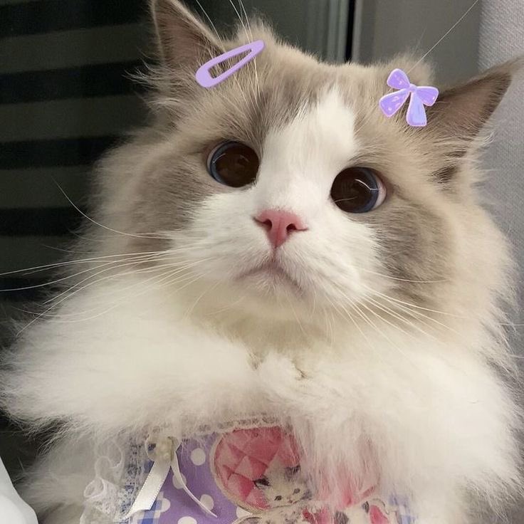 baebifortorr's tweet photo. Sey meow ૮꒰ྀི  ̳>𖥦< ̳ ꒱ྀིა https://t.co/GXmhmWMw5h