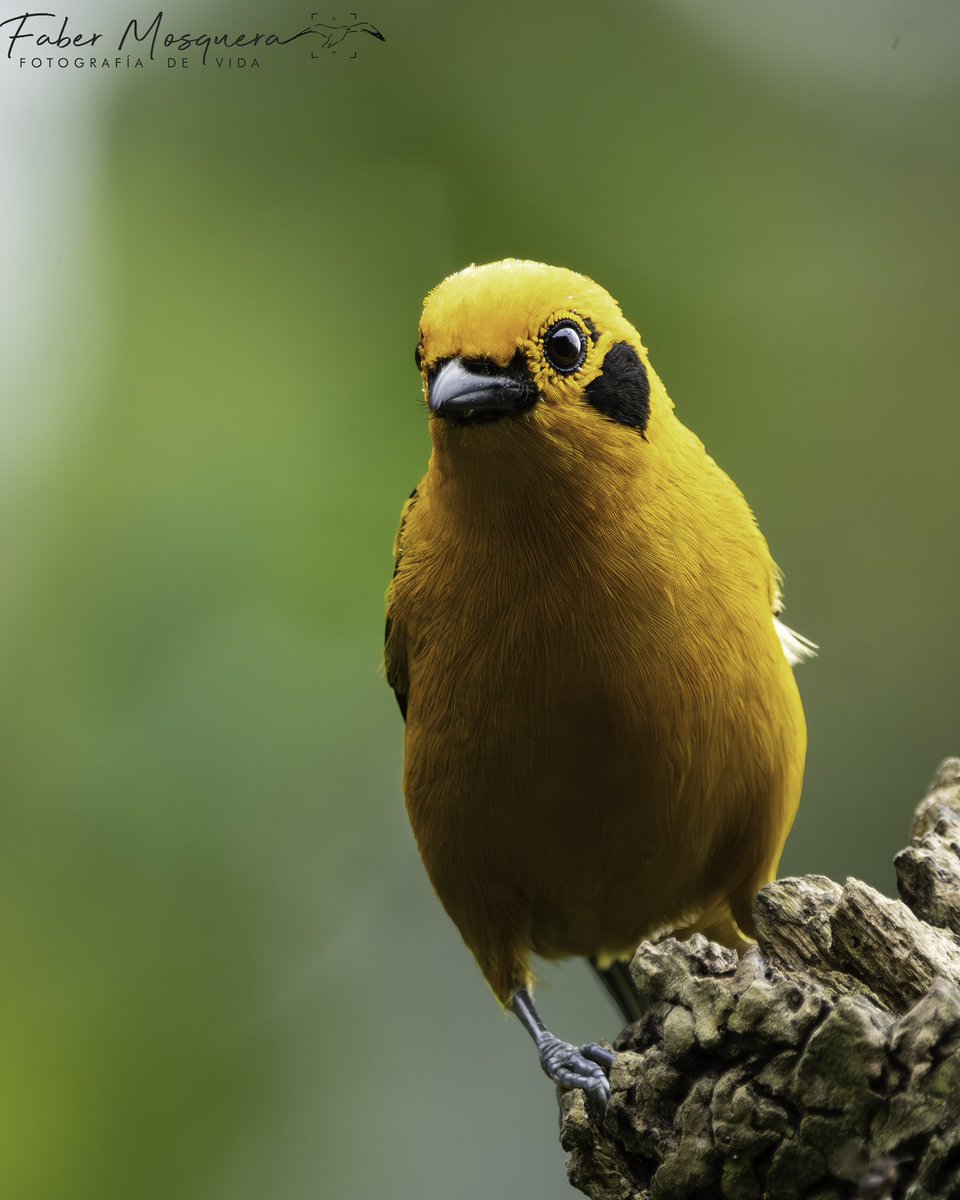 Fabermosquera's tweet photo. Con todo el corazón! Tangara Dorada
Tangara Arthus
Golden Tanager
Thraupidae
#animalelite
#your_best_birds
#birds_captures
#best_birding_japan
#total_birds
#explore_wildlife
#ip_birds
#bestbirdpix
#featured_wildlife
#best_birds_photography https://t.co/qv29vLFoew