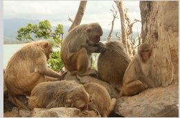 Come do a PhD with me, @ljnbrent and @C_C_Ioannou, modelling the social lives of monkeys and fish. What could be more fun? exeter.ac.uk/study/funding/…