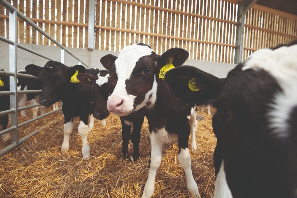 🍂Autumn is all about prepping for the cold🍂 
Read here to find out the best way to support your livestock this winter ❄️: issuu.com/countrywidepub…