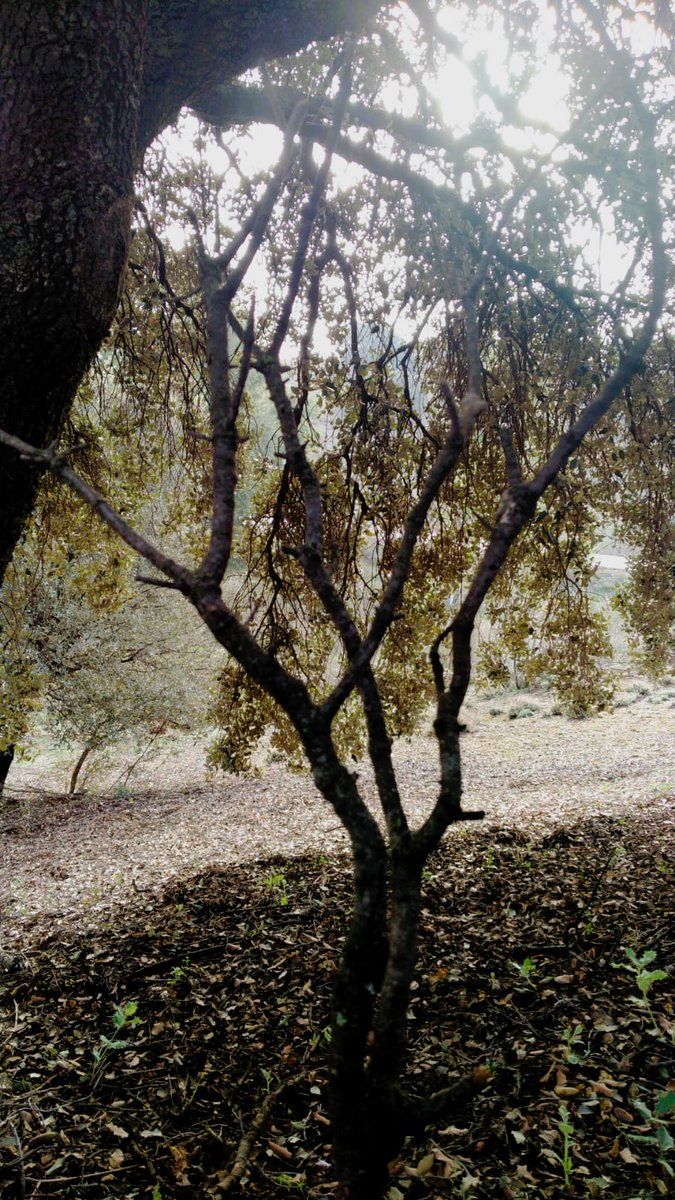 DaniElefantman's tweet photo. El otoño se va dejando sentir poco a poco #arboles #hacerfotos #otoño #ocres https://t.co/O3kJxwUVqt