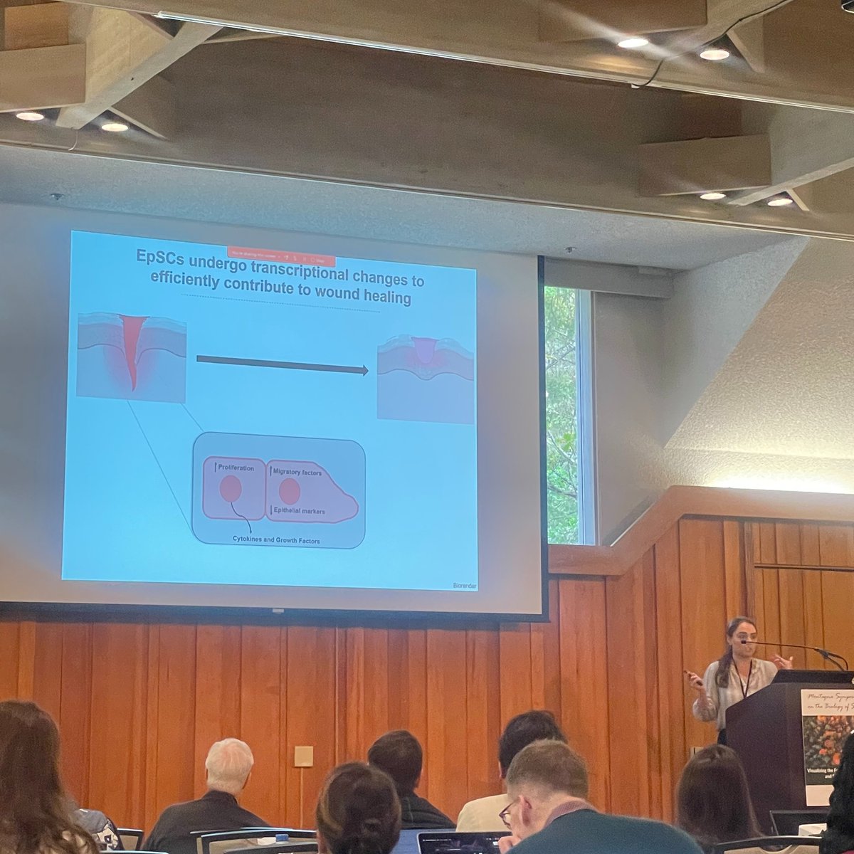 We would like to Congratulate graduate student, Meagan Branch, whose abstract was selected for a talk at the Montagna Symposium on the Biology of Skin. She presented her exciting work on wound healing and we are super proud of her!