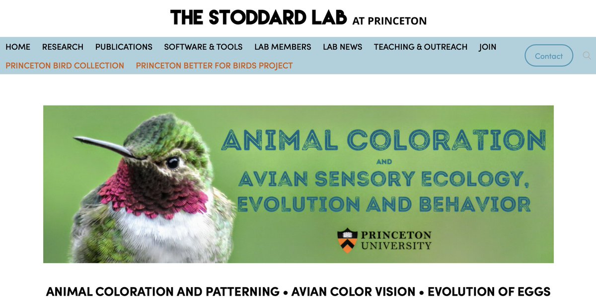 The Stoddard Lab @Princeton is recruiting one or more postdocs to work on diverse topics related to avian structural color, color vision, advanced imaging, and/or hummingbird-plant dynamics. For details: puwebp.princeton.edu/AcadHire/apply… marycstoddard.com