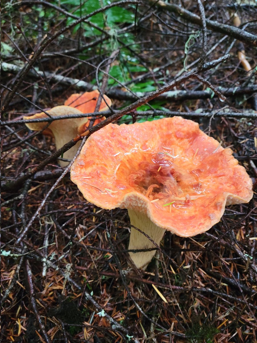 BulletRye1's tweet image. Wooly Chanterelle, also known as a pants filler mushroom or a mud butt mushroom. DO NOT EAT!!!!!!! #MushroomMonday #Mushroom #PacificNW #DoNotEat #MudMaker #Foraging #Toxic