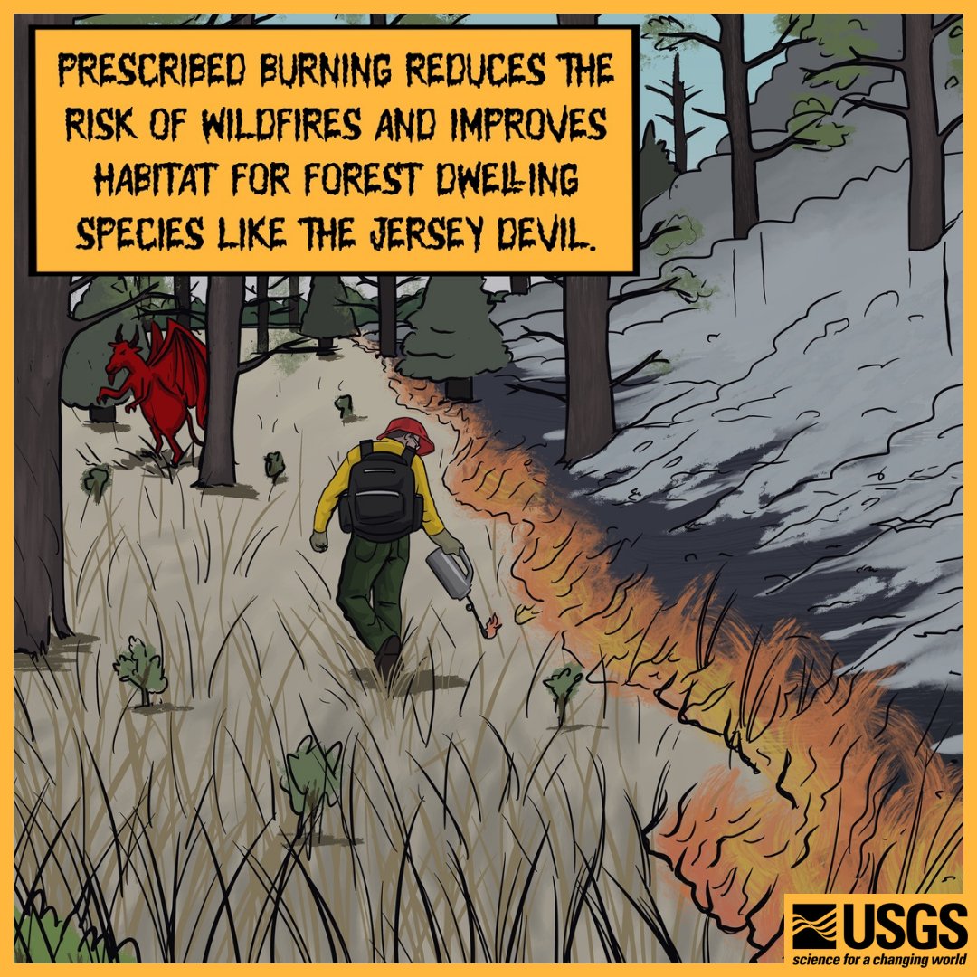 What devil doesn't love a good fire 🔥?

Fires are an important part of many ecosystems' regeneration cycles, including the Pine Barrens. Prescribed fires help by burning underbrush &amp; letting new native plants sprout. #ClimateCryptids

📸 Ben Slyngstad, USGS ORISE Participant