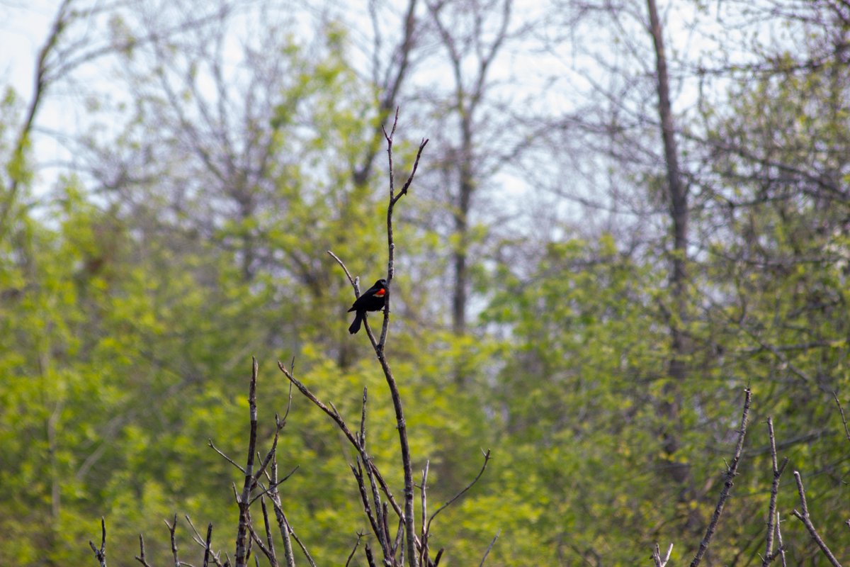 quinteca's tweet photo. Happy Flock Talk Monday! Today, we're featuring the Red-Winged Blackbird. These common birds are easily recognizable and can be seen flying together in groups, known as a MURMURATION. The term refers to a dance-like movement that these birds make in the sky. #QuinteConservation https://t.co/Wd8APb4PY1