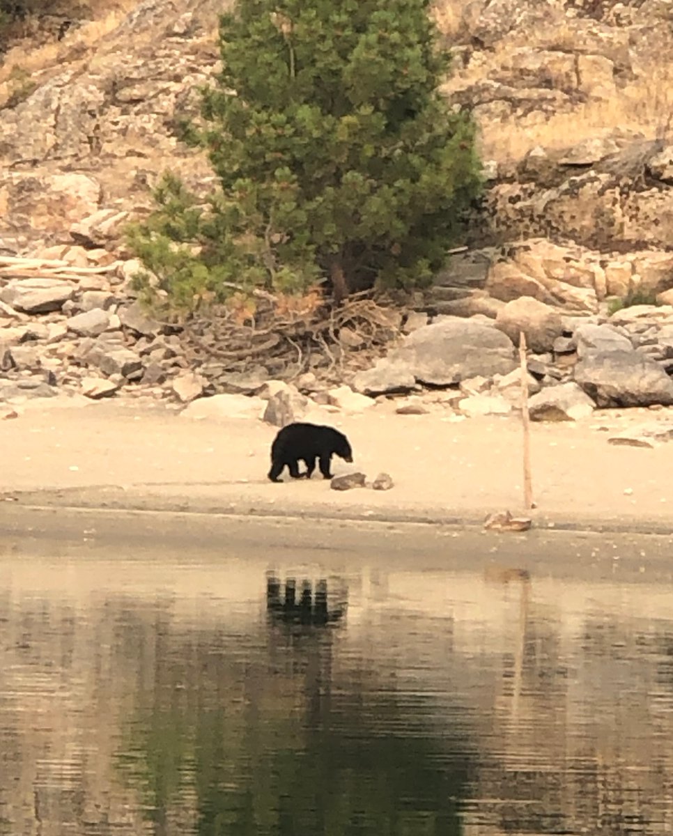unBEARlievable views as you explore Lake Roosevelt🐻
