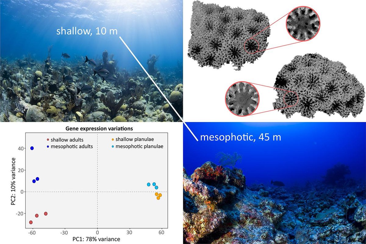 𝗙𝗿𝗲𝘀𝗵 𝗼𝗳𝗳 𝘁𝗵𝗲 𝗽𝗿𝗲𝘀𝘀!🪸 #Morphological and #molecular basis underlying the plasticity of the #coral 𝑃𝑜𝑟𝑖𝑡𝑒𝑠 𝑎𝑠𝑡𝑟𝑒𝑜𝑖𝑑𝑒𝑠 across #depths in #Bermuda @Mass_Coral_Lab @pinkfindiver @HolliePutnam @kevhwong sciencedirect.com/science/articl…