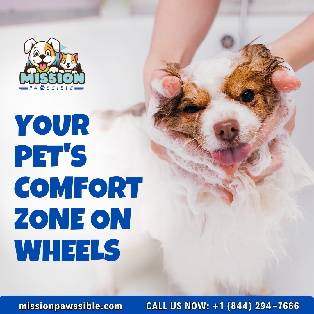 ZaydiliL84745's tweet image. Mission Pawssible: Where every pet's dream journey begins. 

Your furry friend's ultimate comfort zone on wheels! 

📱+1 (844) 294-7666
🌐missionpawssible.com

#MissionPawssible #PetGrooming #PamperYourPets #FurBuddies #GroomingExperience #SpoiledPets