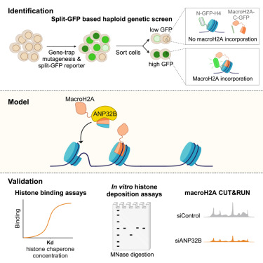 CarrerasIJC's tweet photo. How is the composition of the nucleosome decided?

New data shows chromatin deposition of MacroH2A depends of ANP32B, a histone chaperone, in vitro (and probably in vivo).

@MarcusBuschbeck and @dcorujog participated in the study published @CellReports

https://t.co/eIllgR9V0b https://t.co/On3guMa2jy