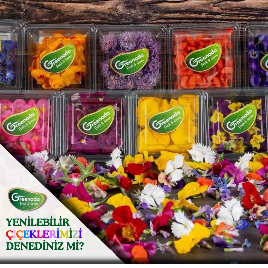 greenadatr's tweet photo. Yenilebilir çiçeklerimizi denediniz mi?

Bitkilerin en vitaminli ve mineral açısından en zengin hali, çiçek halidir.
👇🏻
💻https://t.co/g1R2N7wtPK
☎️ 0 850 811 80 07
 #TARIM https://t.co/U0qxoaXUkV