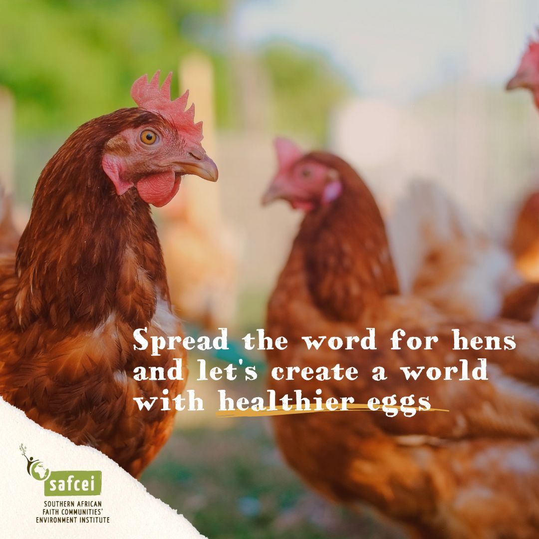 The stress of extreme confinement weakens hens' immune systems, posing public health threats like antibiotic resistance & zoonotic diseases such as avian flu. Use our #CageFreeSA advocacy toolkit to show your support online: buff.ly/3PJI77o