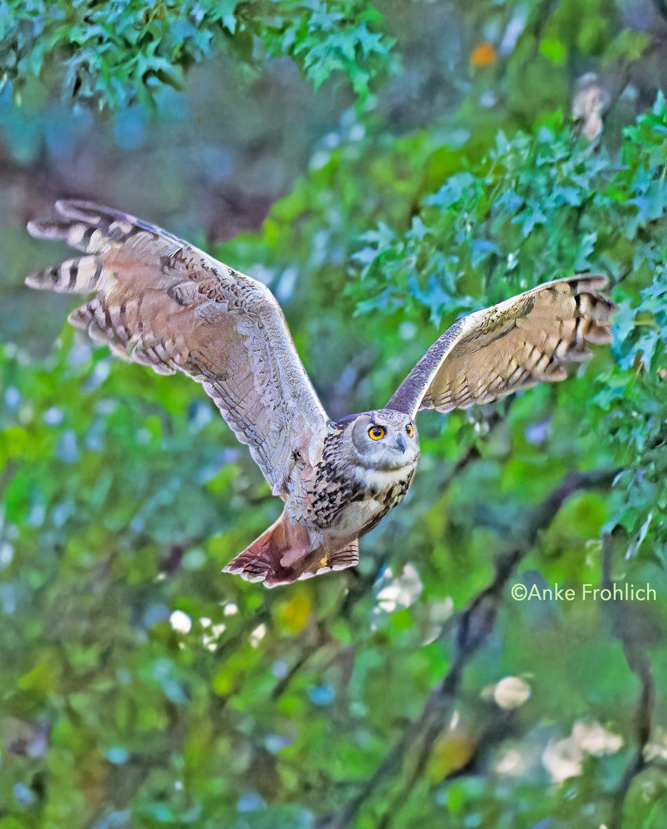 A stunning presence! 🦉💕  Flaco, Central Park’s famous Eurasian eagle-owl, patrolling his territory. 

Image taken after sunset under quite dark conditions. 

#birdcpp #CentralPark #birdphotography #BirdsSeenIn2023 #flaco #birds #eurasianeagleowl #FlacotheOwl #owl #birding