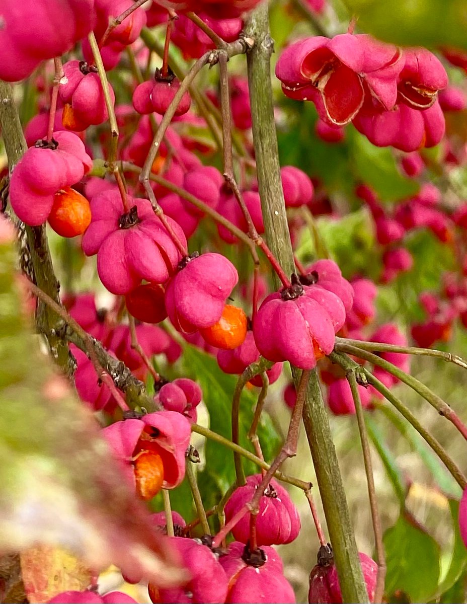 Gloomy weather, but the colorful surrounding- thanks to this spindle, make it a good Monday overall. 
#MondayMorning #mondayvibes
#MondayMood #magentamonday