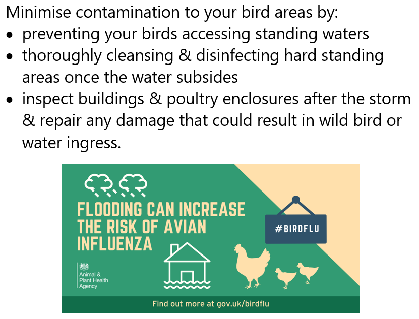 Did you know? 

Flood water can carry &amp; spread #birdflu virus🦠
#flooding #StormBabet #biosecurity