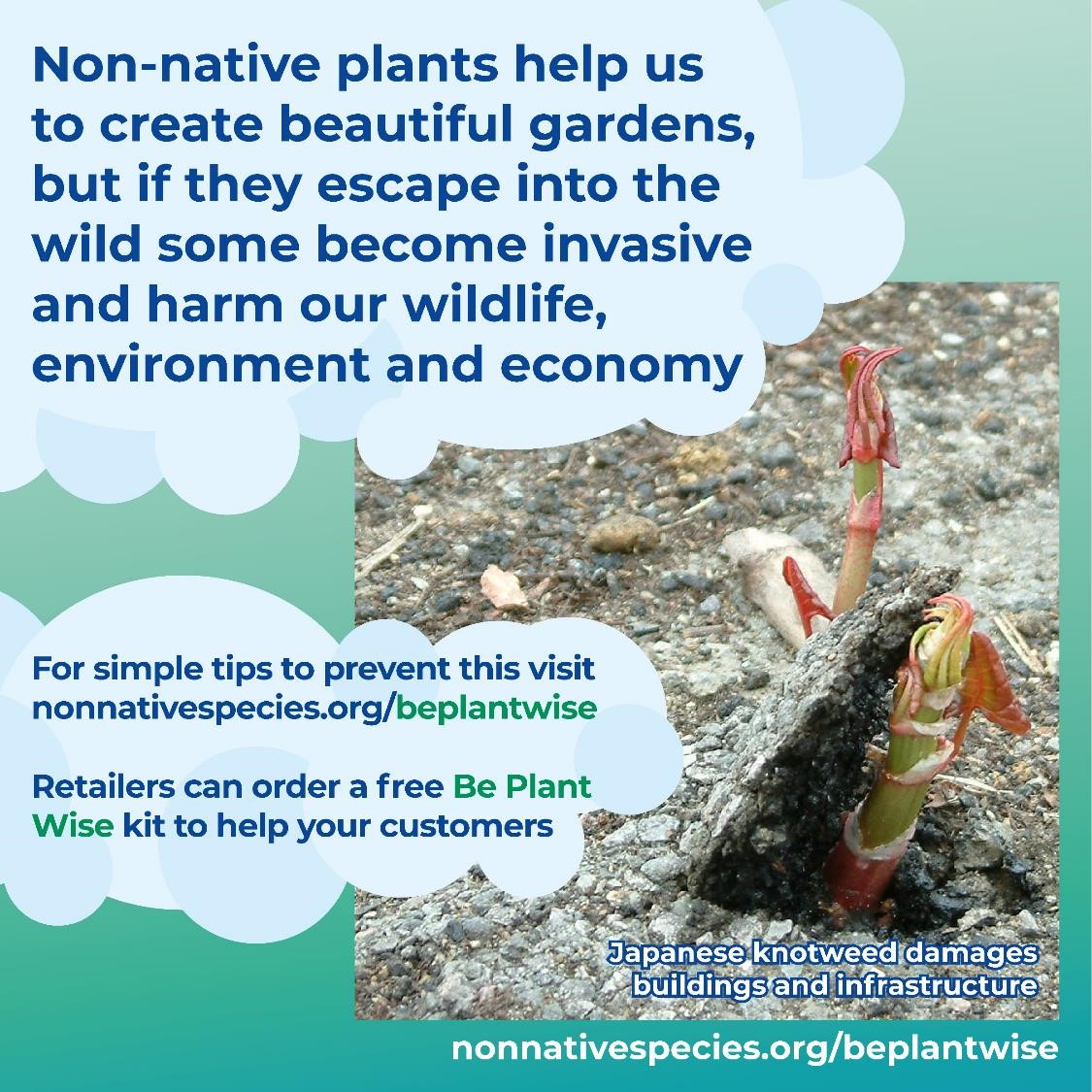 #InvasivePlants like Japanese knotweed can: - cause devastating environmental impacts🌍 - be extremely costly to control 💰 - interfere with our health and way of life ❌ #BePlantWise and dispose of your garden waste responsibly to prevent their spread nonnativespecies.org/beplantwise