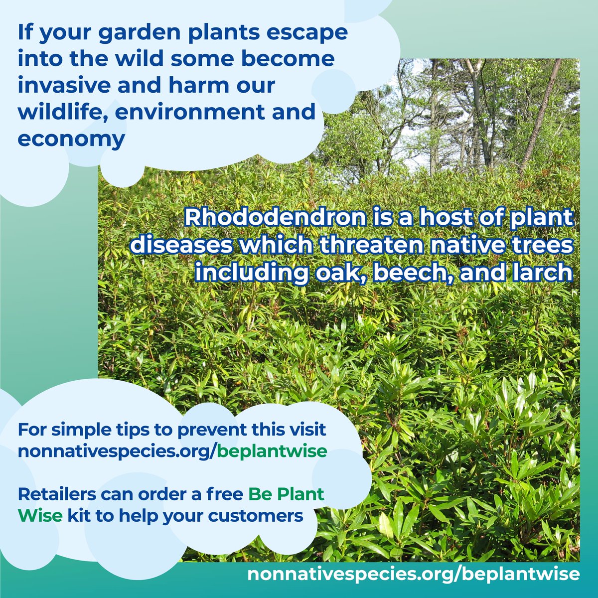 #InvasivePlants like Rhododendron can: - cause devastating environmental impacts🌍 - be extremely costly to control 💰 - interfere with our health and way of life ❌ #BePlantWise and dispose of your garden waste responsibly to prevent their spread nonnativespecies.org/beplantwise