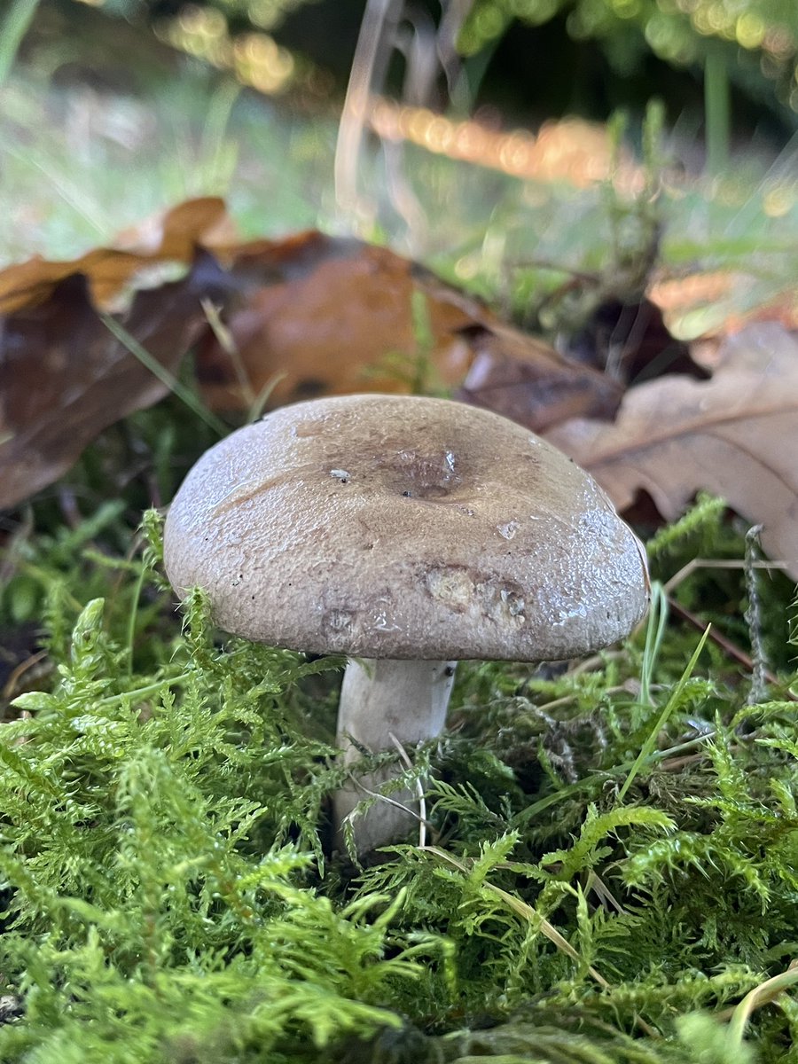 Liz_Downey_'s tweet photo. Milkcap for mushroom Monday - the milk tasted VERY hot 😳🌶️
#Milkcap #Fungi #Mushrooms  #MushroomMonday https://t.co/uMI5U0kKB3