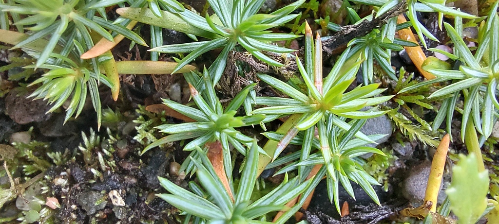 Here is a plant quiz question associated with the valley's name. What species of seedlings are these?